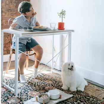 dog is bored with regular food