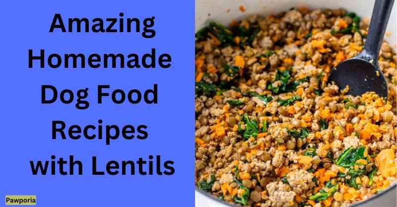 homemade dog food recipes with lentils