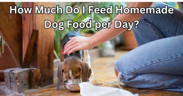 How much do i feed homemade dog food per day