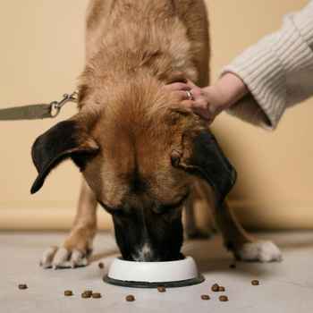 dog is eating food mixed with toppers