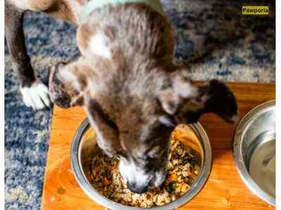 Protein rich Lentils dog foods recipes