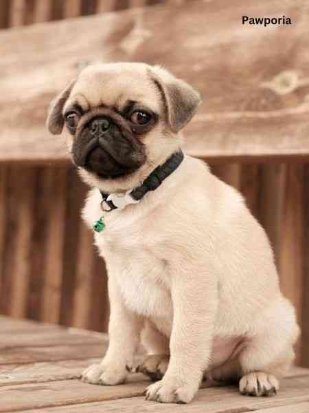 my cute puppy is so sad and lethargic