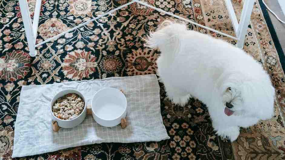 can adding water to dry dog food cause diarrhea?