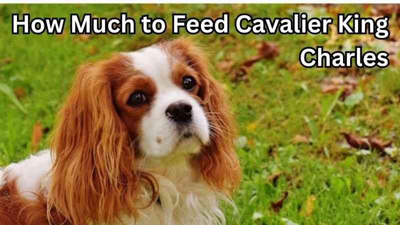 How Much Should I Feed My Cavalier King Charles Spaniel?