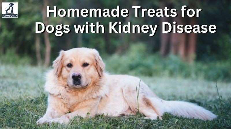 homemade dog treats for dogs with kidney disease