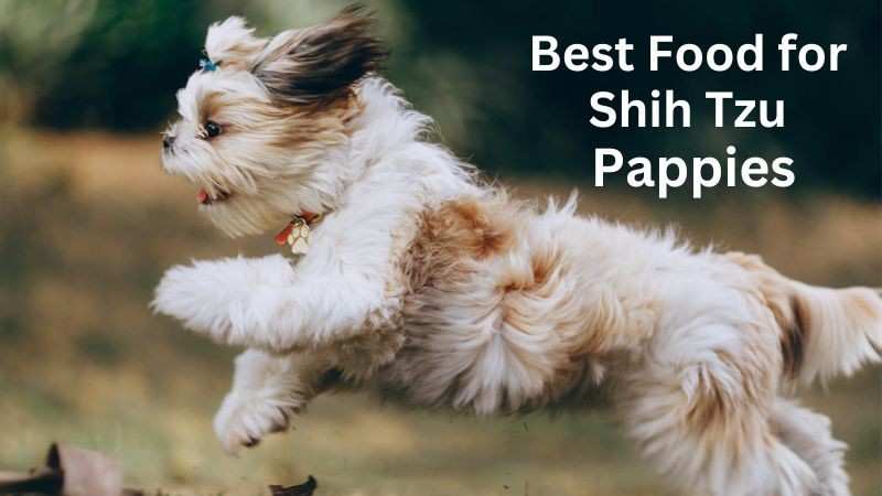 best homemade food for shih Tzu puppy