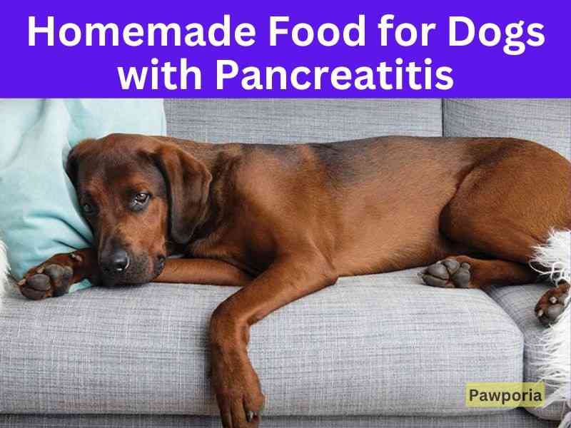 homemade dog food for dogs with pancreatitis