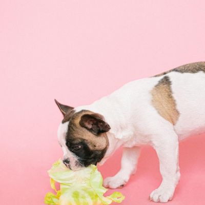 Homemade Vegetarian Dog Food Recipes