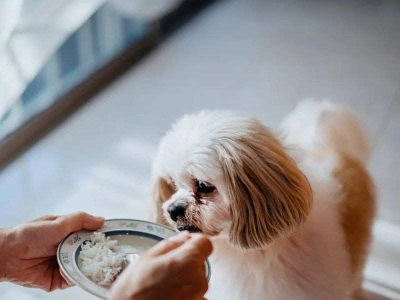 What are the most important ingredients in homemade dog food