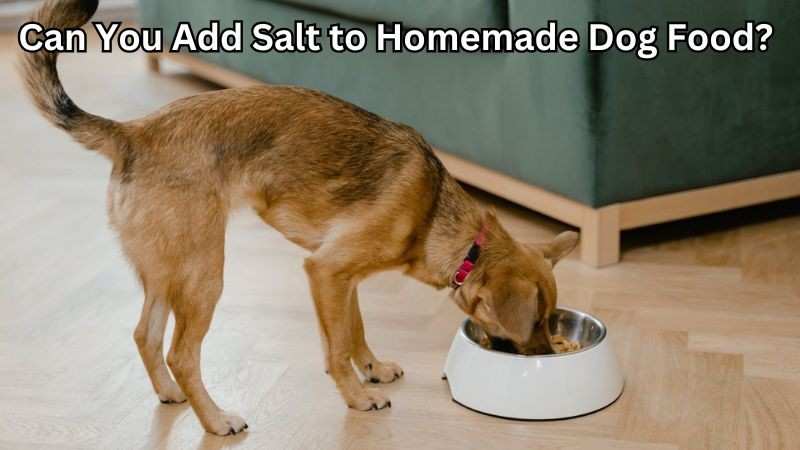 can you add salt to homemade dog food