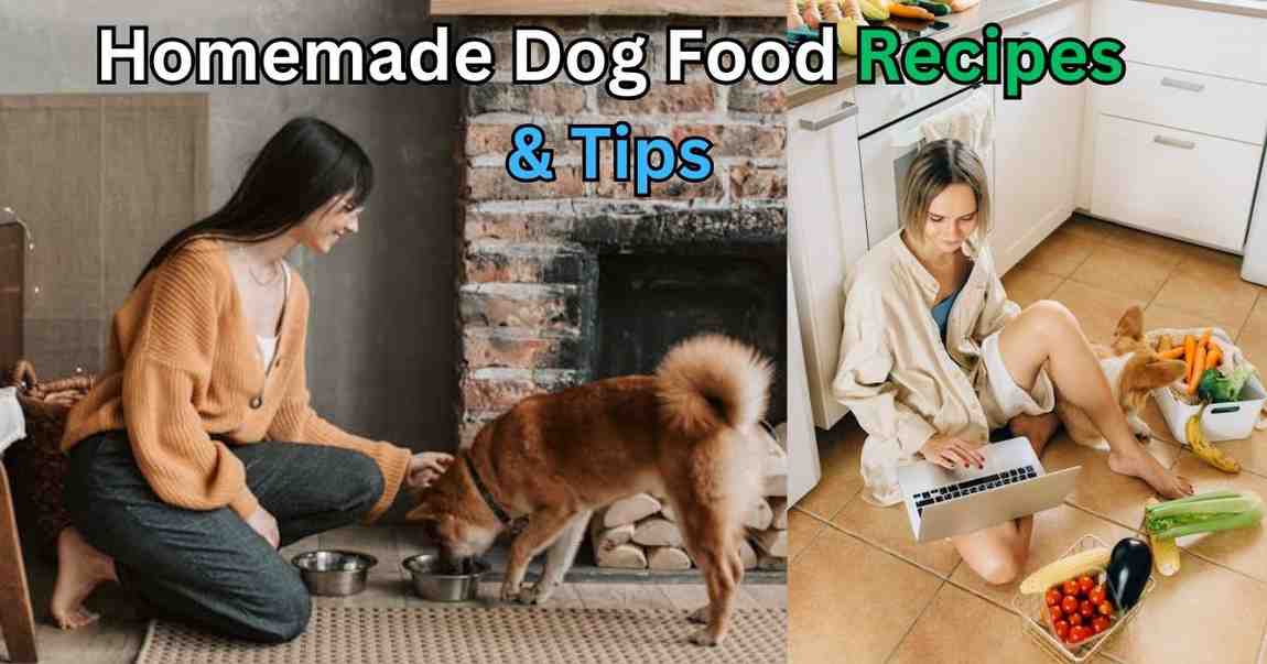 homemade dog food recipes