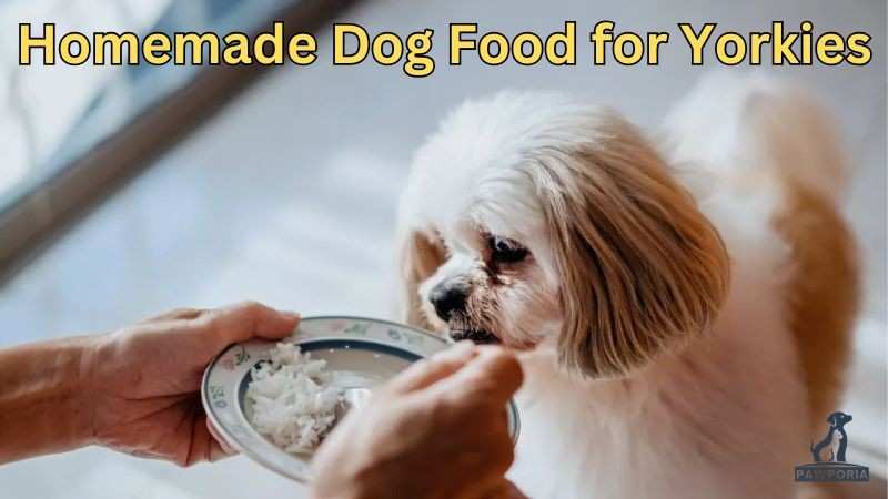 best homemade dog food recipes for yorkies​