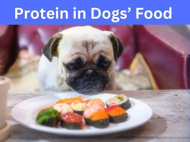 What are the most important ingredients in homemade dog food