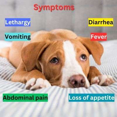 homemade dog food for dogs with pancreatitis