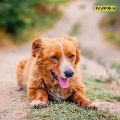 can you add salt to homemade dog food