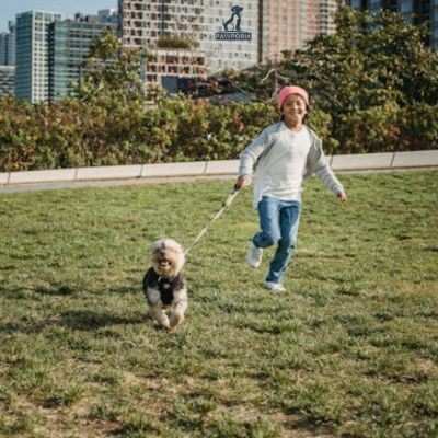 best homemade dog food recipes for yorkies