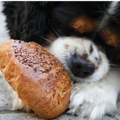 How Much Should I Feed My Cavalier King Charles Spaniel?