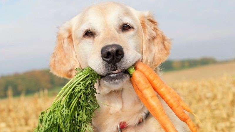 Homemade Dog Treats with carrots Without Flour or Oats