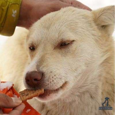 Wet Food vs. Dry Food for Puppies: Which is Better?