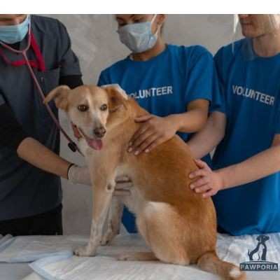 homemade dog treats for dogs with kidney disease