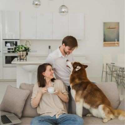 homemade dog food recipes