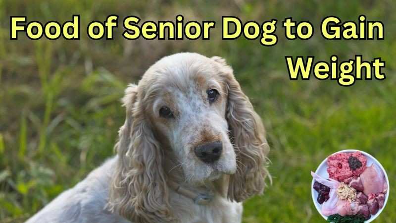 what to feed a senior dog to gain weight