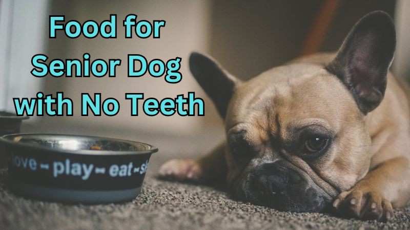 what to feed senior dog with no teeth