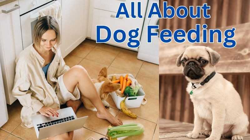 All about dog feeding