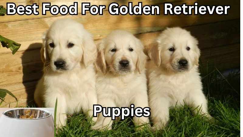 What is the best food to feed my golden retriever puppy