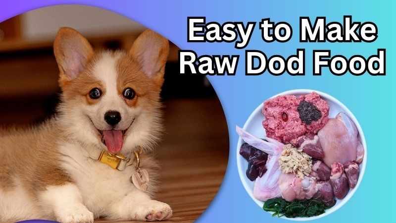 homemade raw dog food recipes for beginners