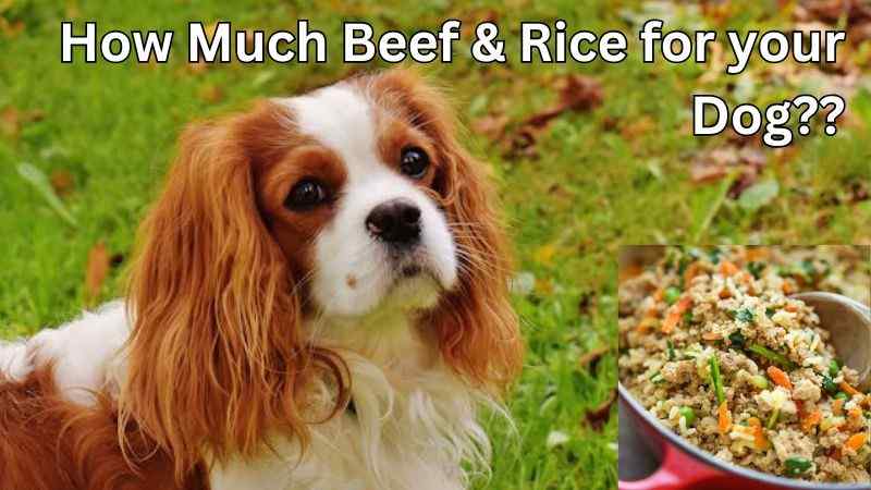 how much beef and rice for dog by weight