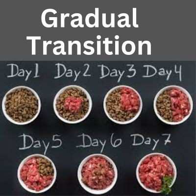 homemade raw dog food recipes for beginners