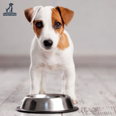 what to feed senior dog with no teeth