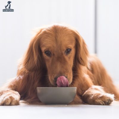 How to Add Grain to Grain-Free Dog Food