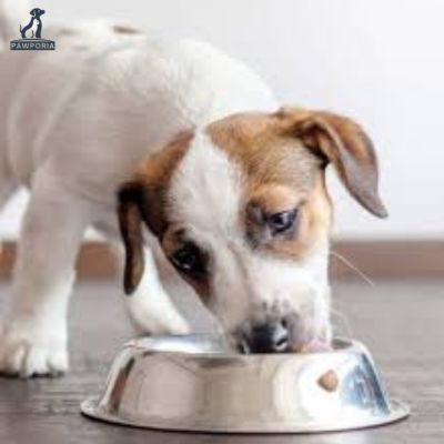 dog food cooked at low temperature