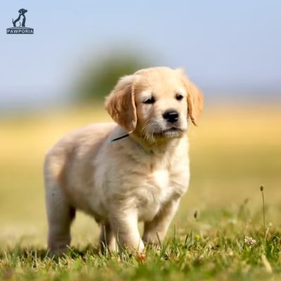 What is the best food to feed my golden retriever puppy