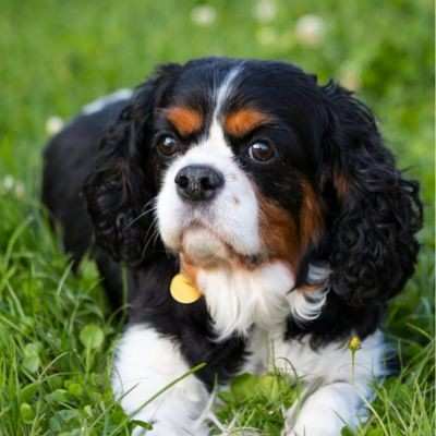 foods bad for cavalier king charles